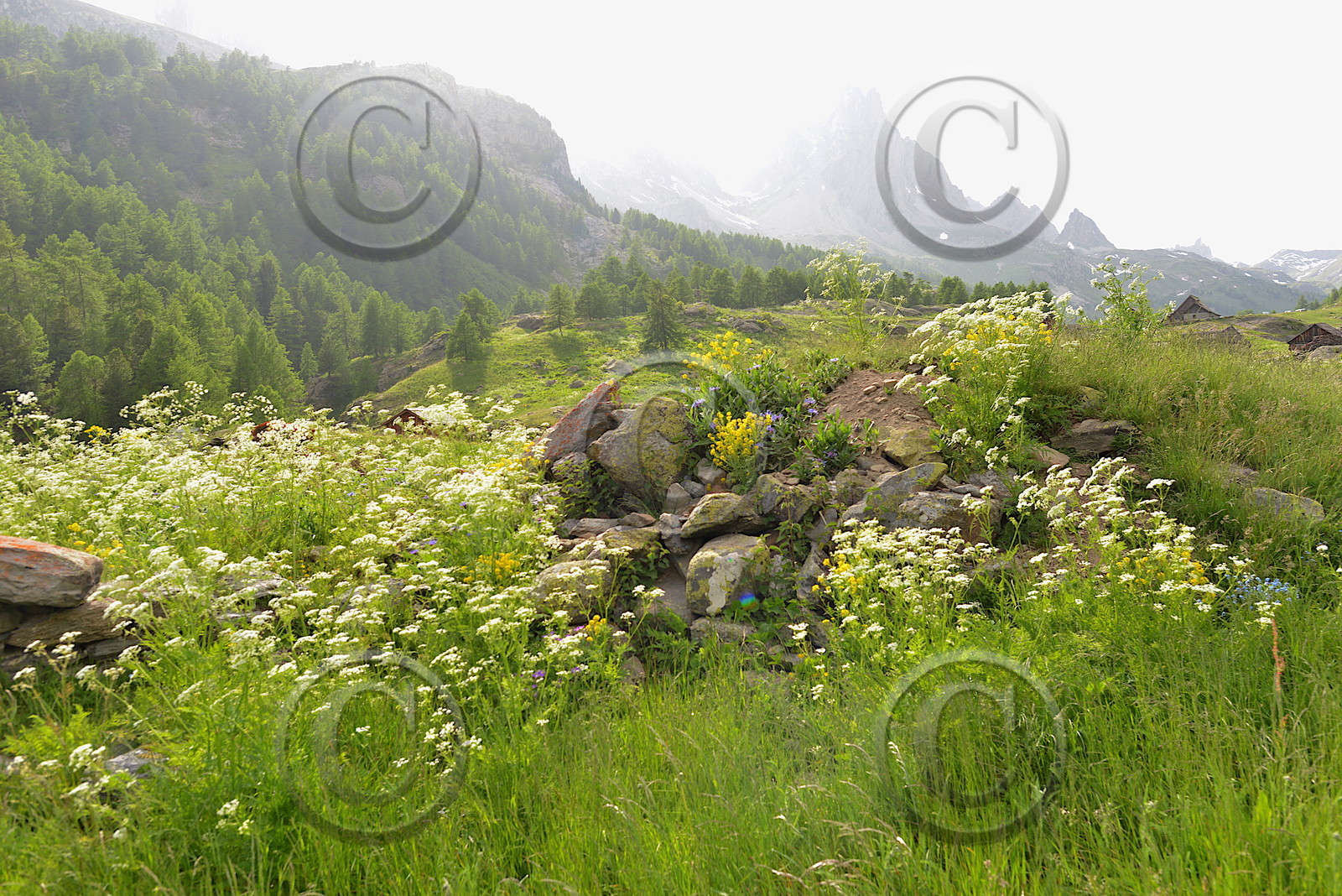 DANS LES ALPES DU SUD  , LE QUEYRAS