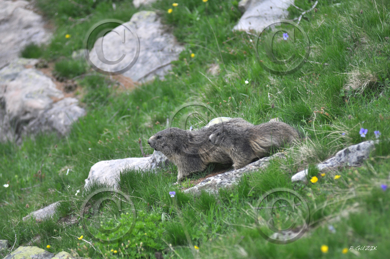 MISE A  JOUR  en cours