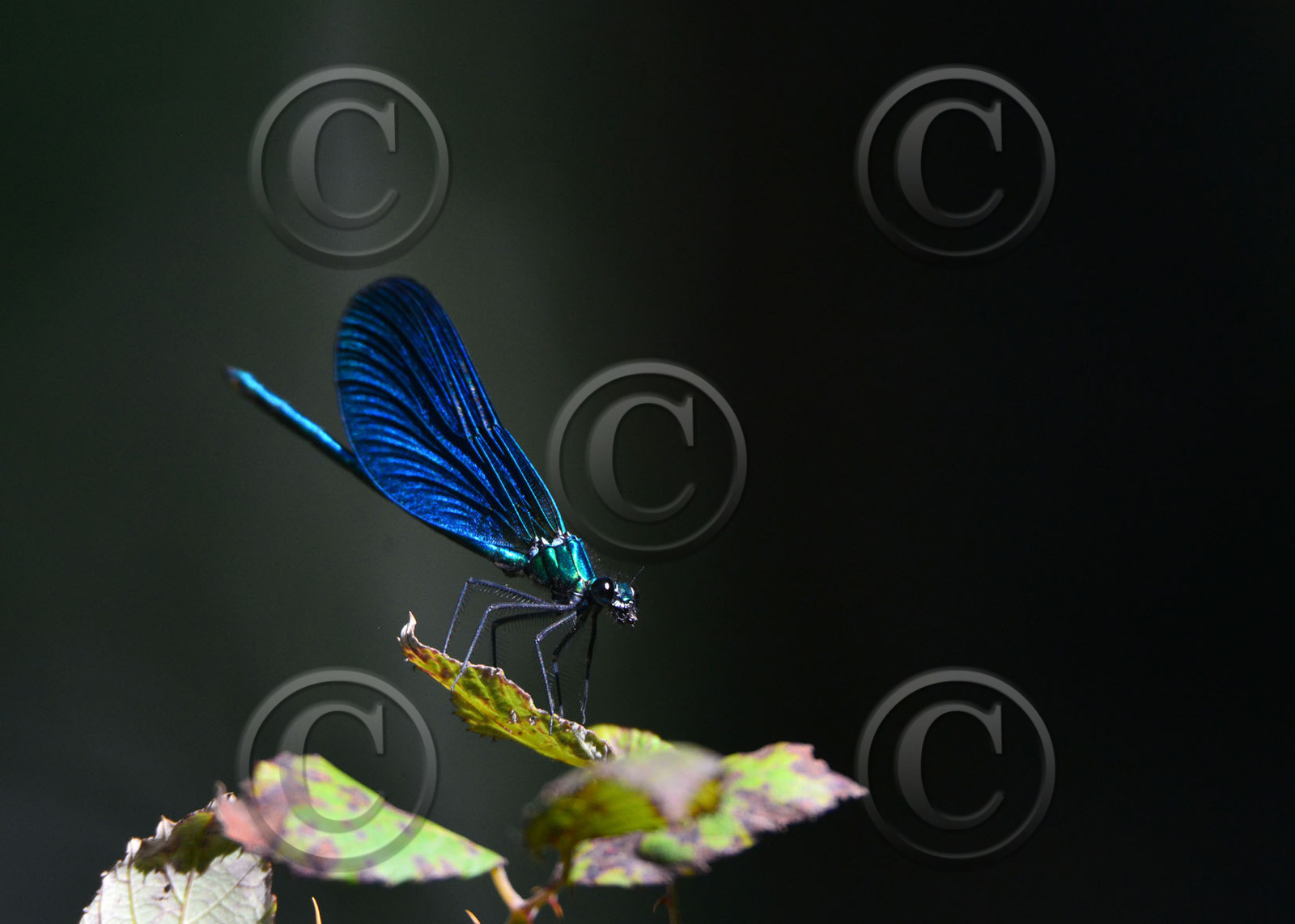 Photo de la sainte baume