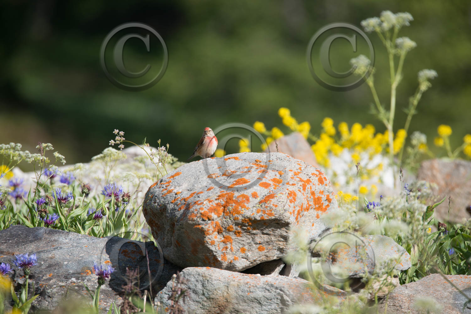 montagne haute alpes ,queyras, mercantour,alpes de haute provence,alpes maritime