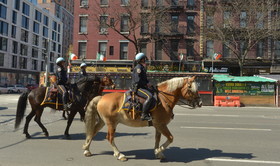 Barry le hibou rayé est à New York