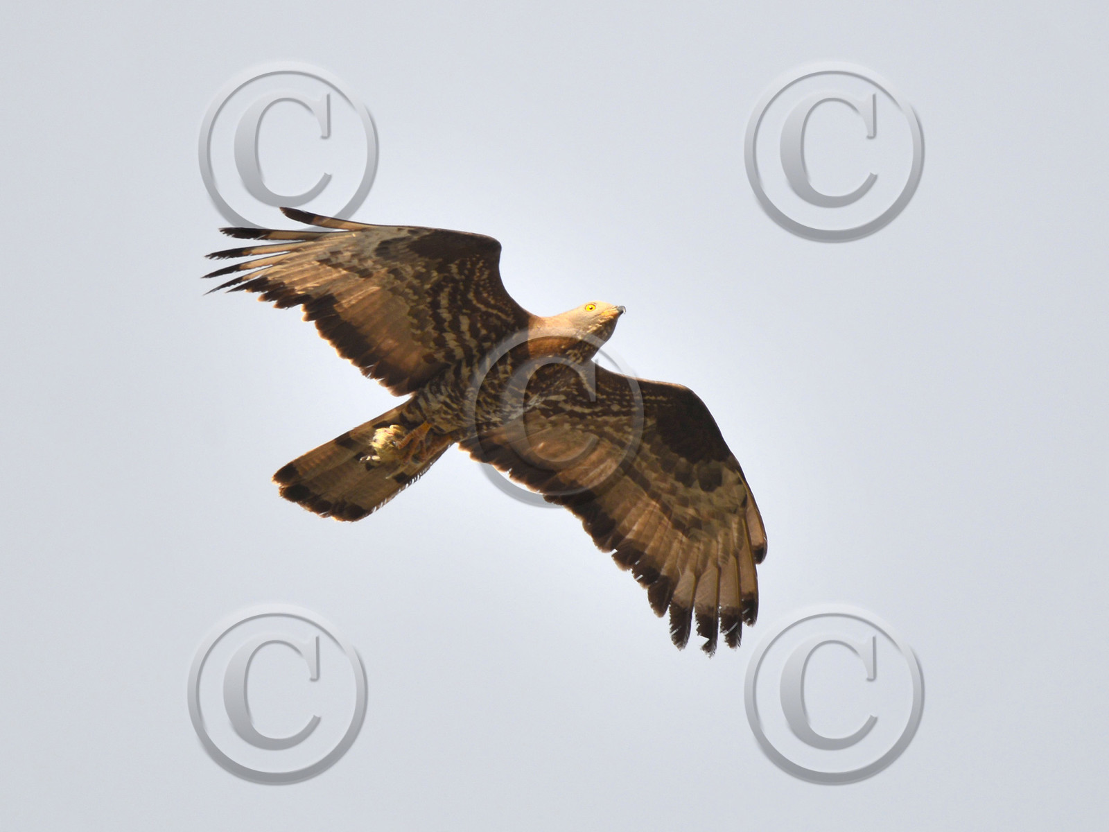 MISE A  JOUR  en cours