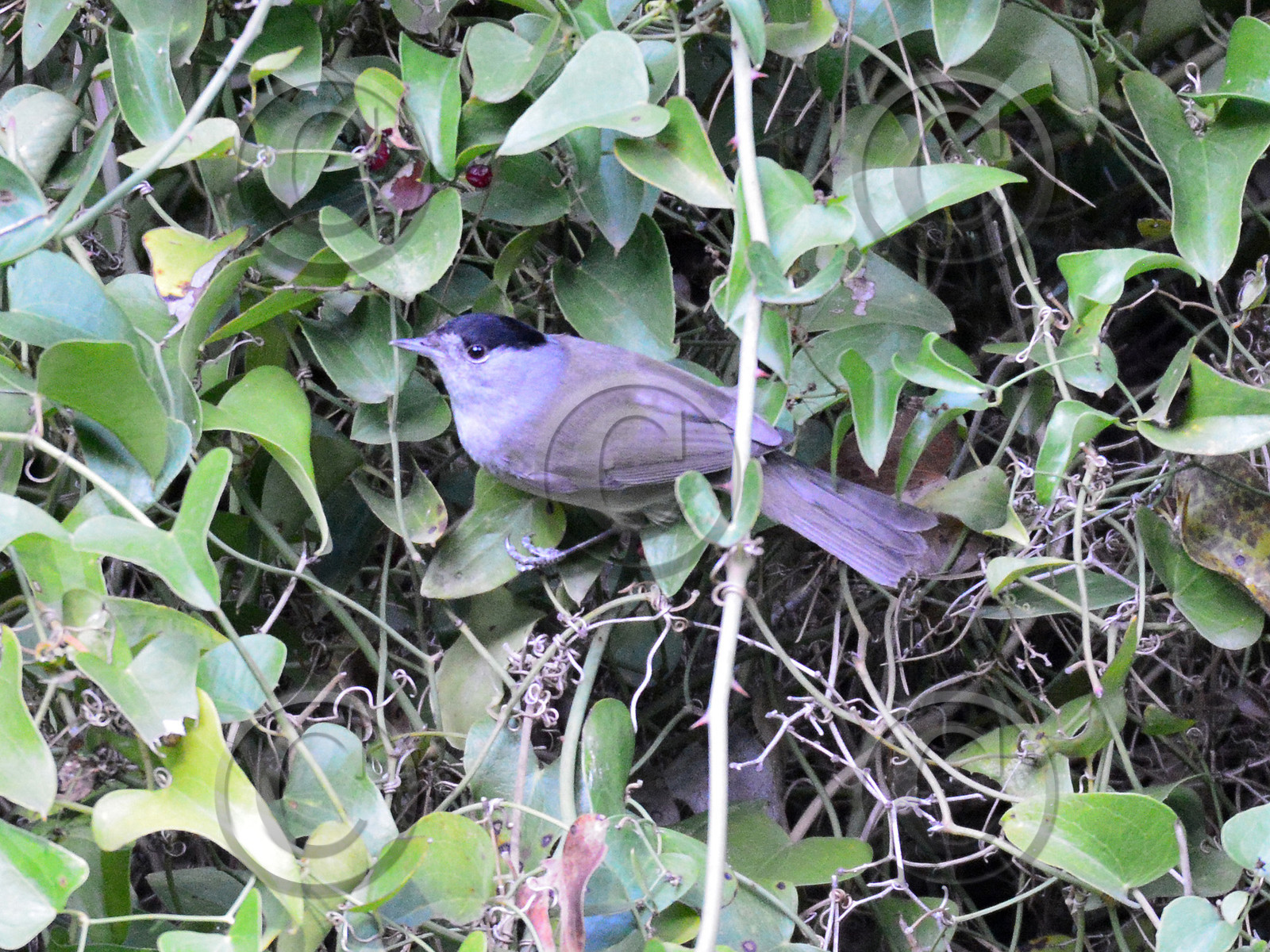 MISE A  JOUR  en cours