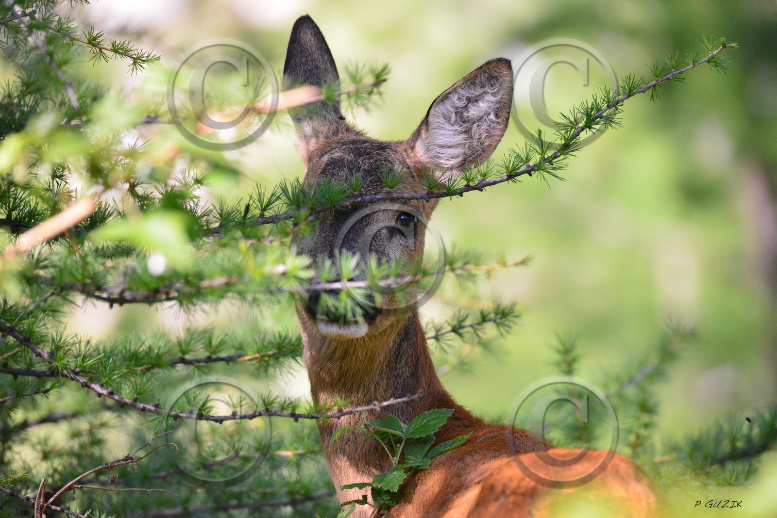 montagne haute alpes ,queyras, mercantour,alpes de haute provence,alpes maritime