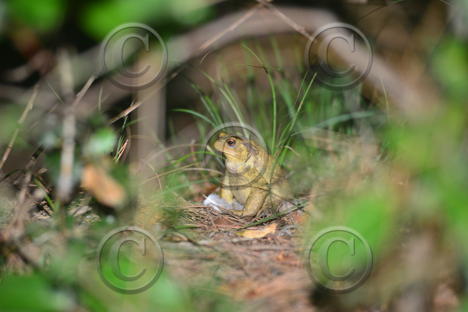 MISE A  JOUR  en cours