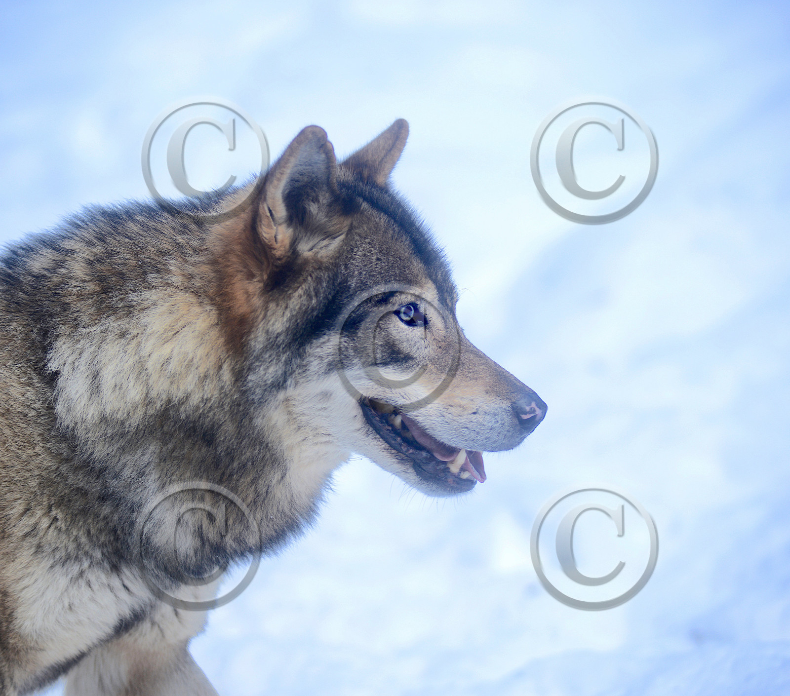 LE LOUP AUX YEUX BLEUS
