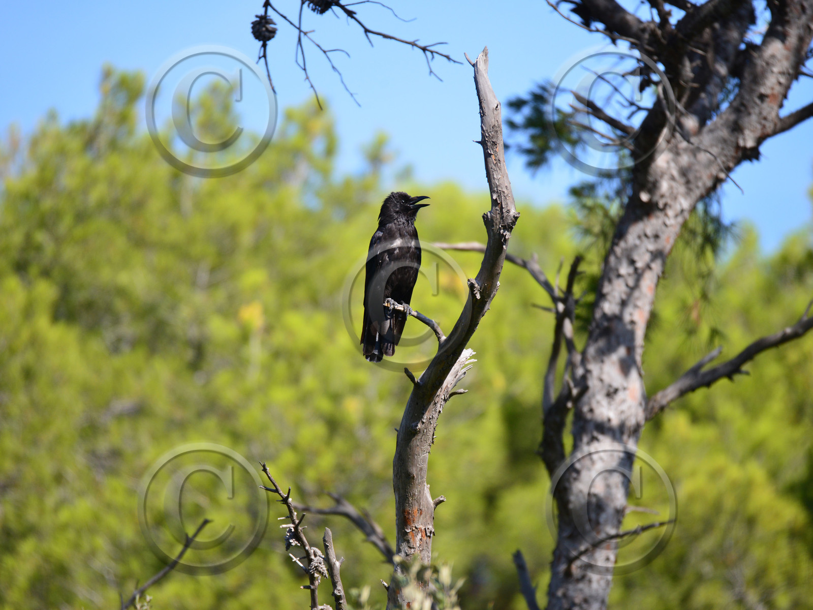 MISE A  JOUR  en cours