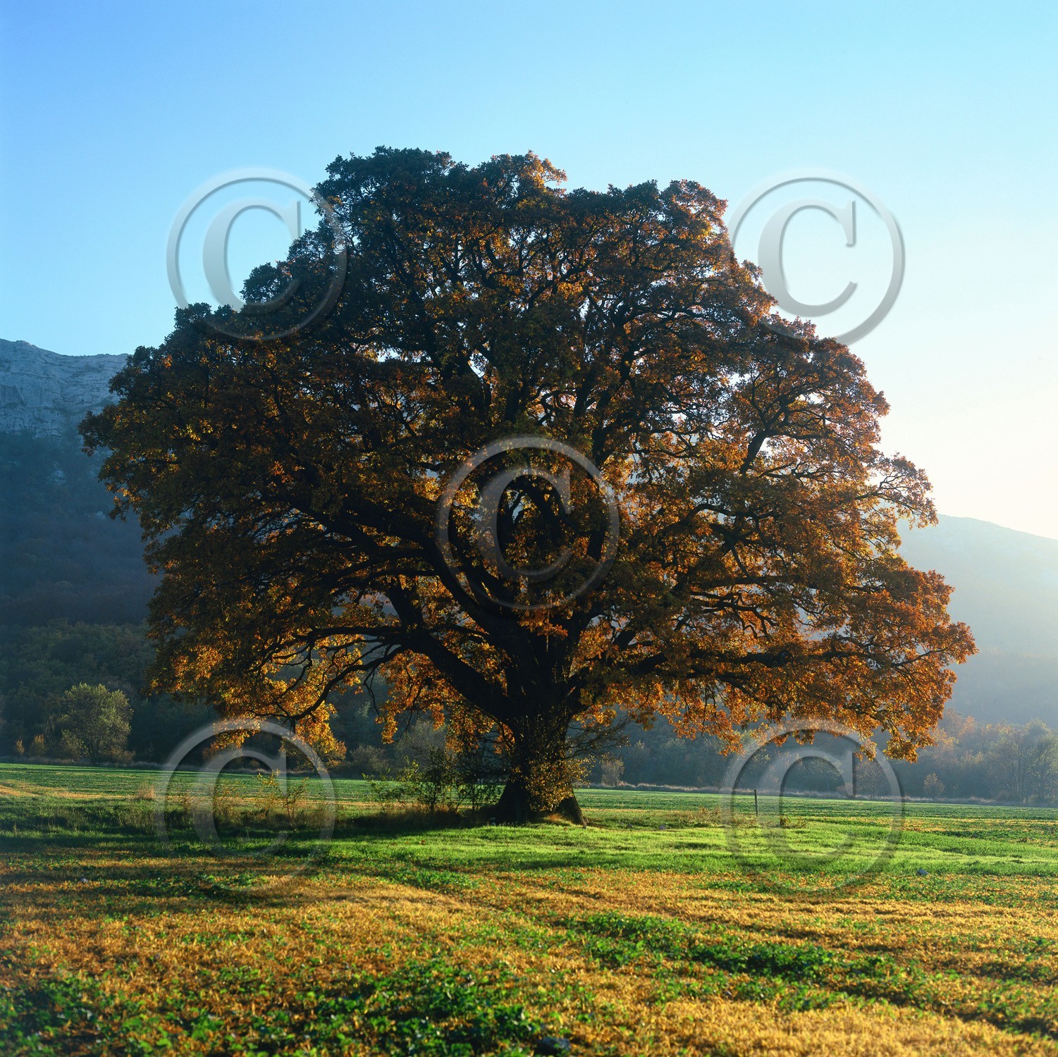 Photo de la sainte baume