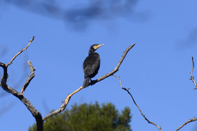 Photo de la sainte baume